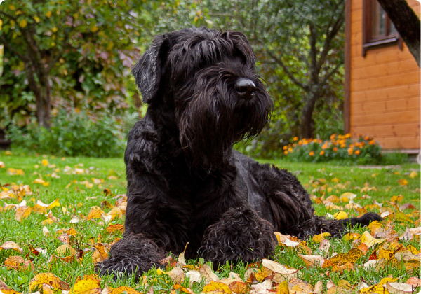 Schnauzer Gigante