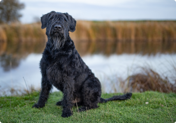 Schnauzer Gigante