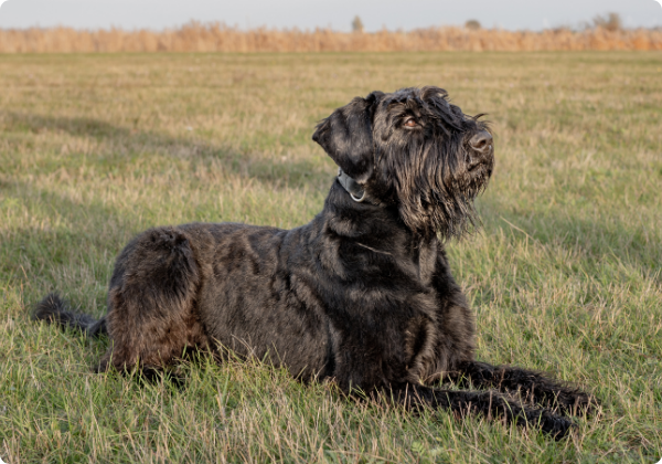 Schnauzer Gigante