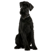Schnauzer Gigante