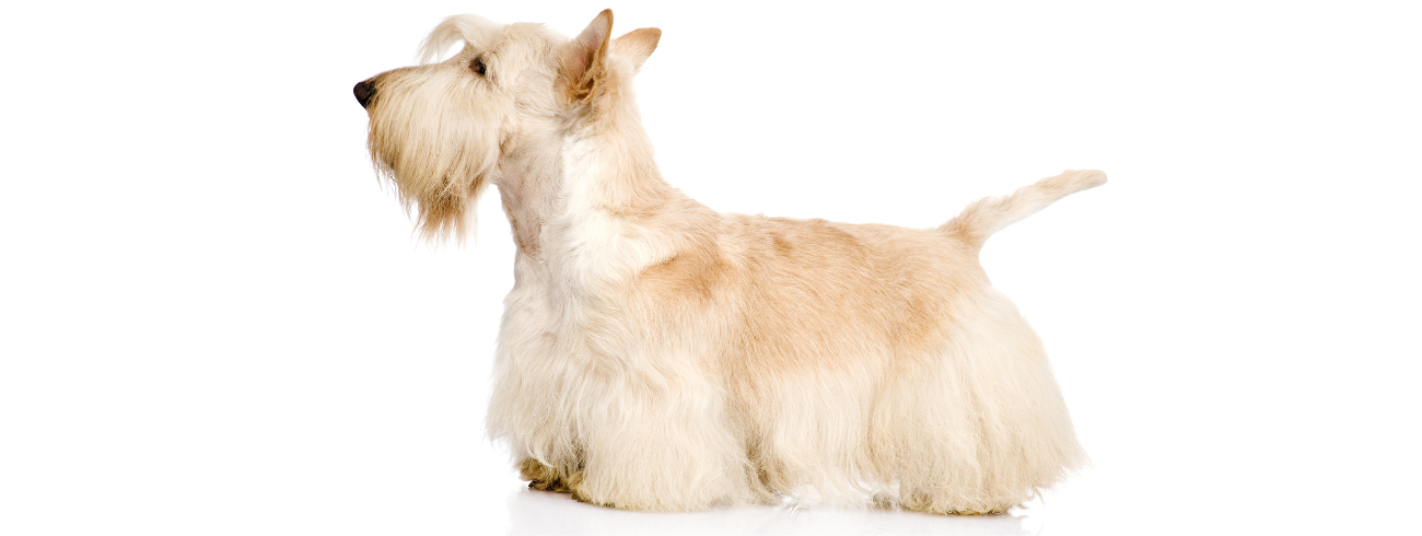Terrier Escocês