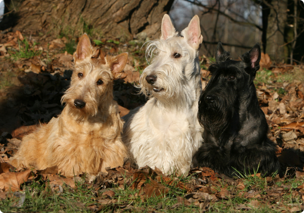 terrier escocês