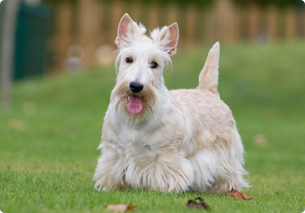 Terrier Escocês