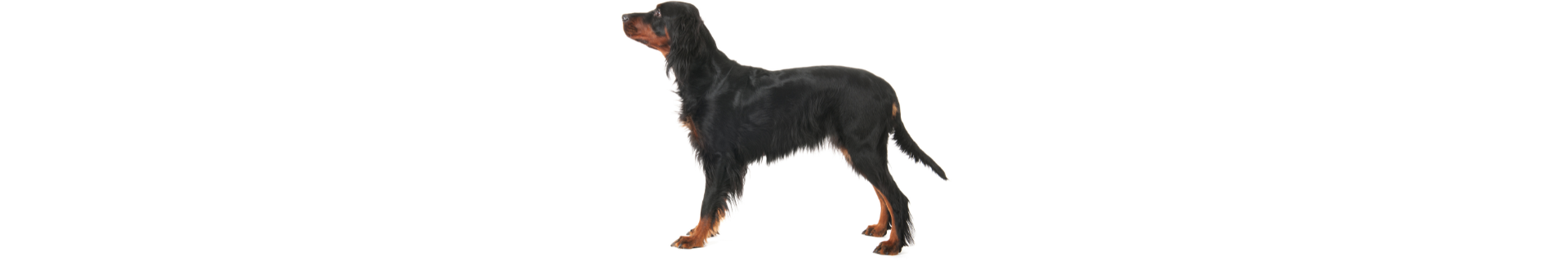 Setter Gordon