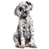 Setter Inglês