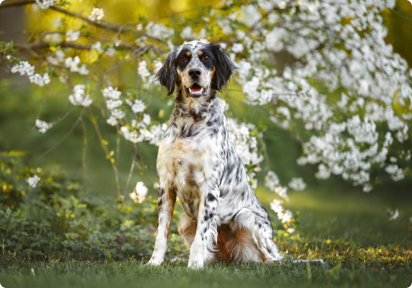 Setter Inglês