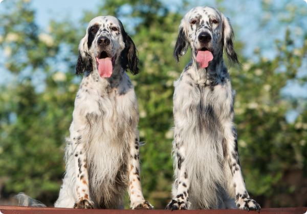 Setter Inglês