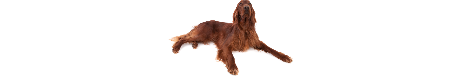 Setter Irlandês