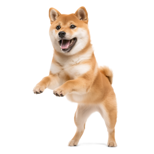Shiba