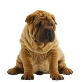 Shar Pei