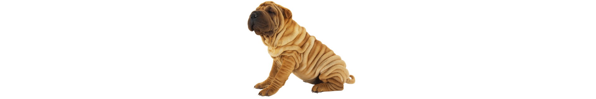 Shar Pei