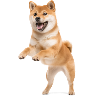 Shiba