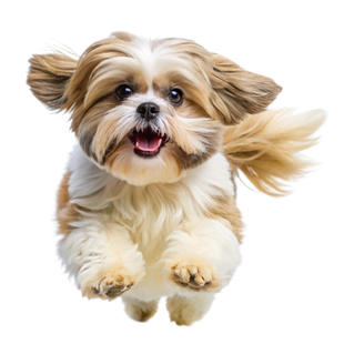 Shih tzu