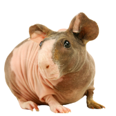 Porquinho-da-India Skinny