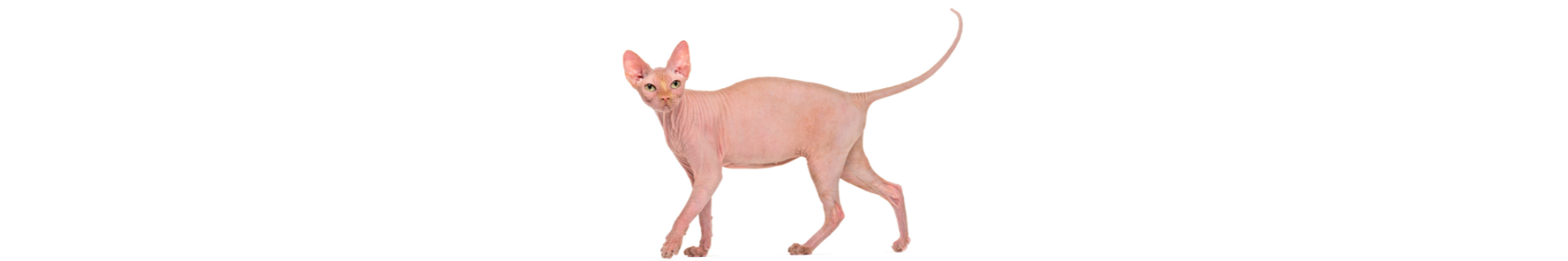 Sphynx