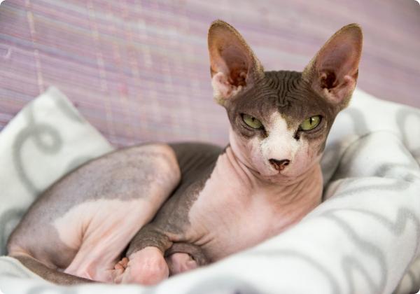 Sphynx
