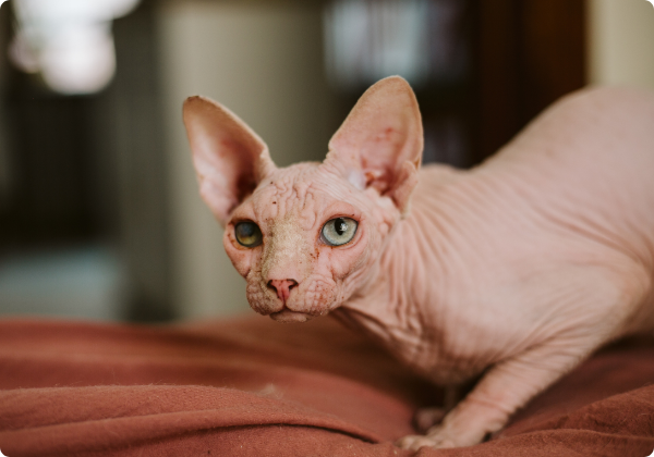 Sphynx