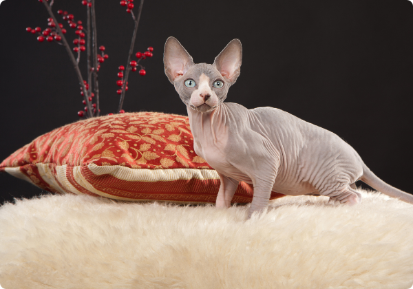 Sphynx