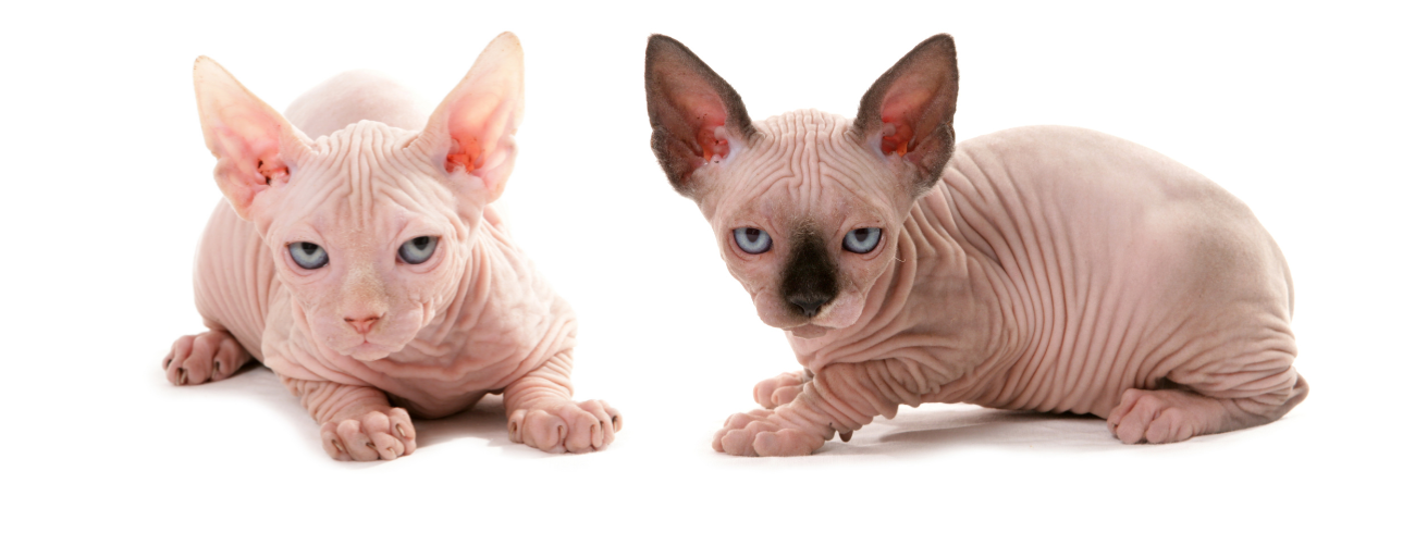 Sphynx
