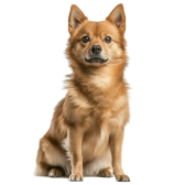 Spitz Finlandês