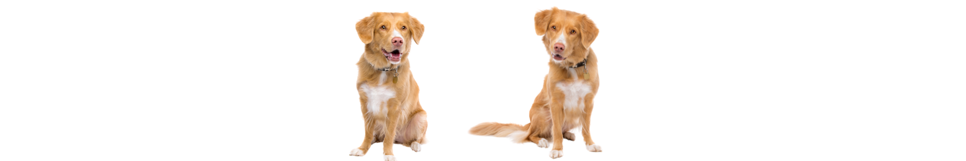 Duck Tolling Retriever da Nova Escócia Duck Tolling Retriever da Nova Escócia