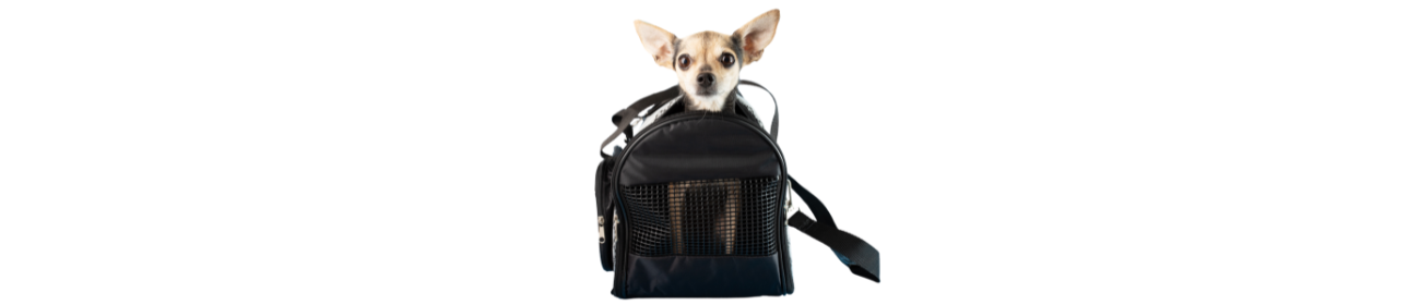 cachorro dentro de uma bolsa de transporte