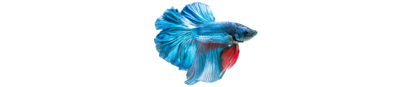 peixe betta