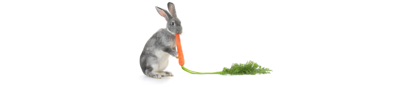 coelho comendo cenoura