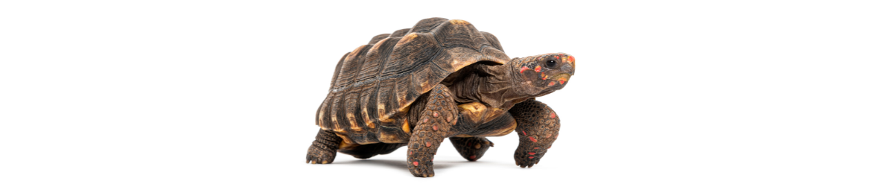 ração para repteis