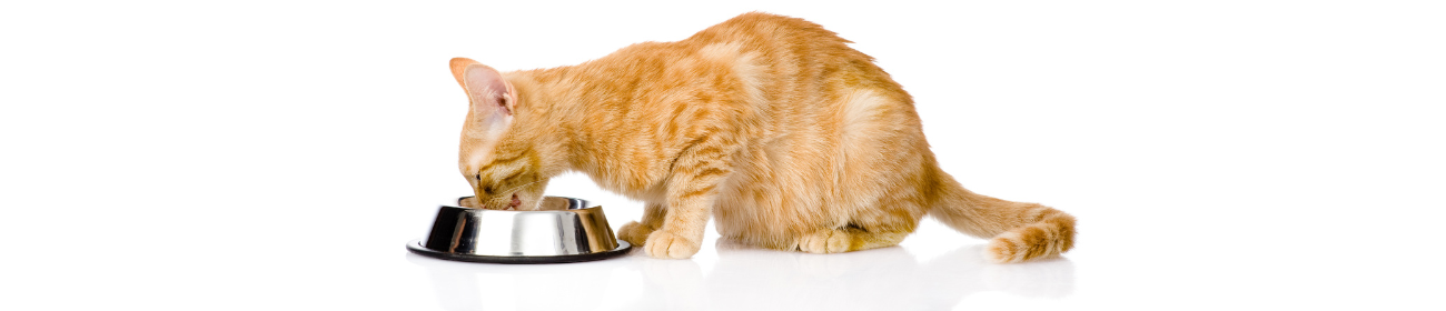 gato comendo ração