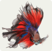 Peixes