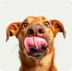 Cachorro