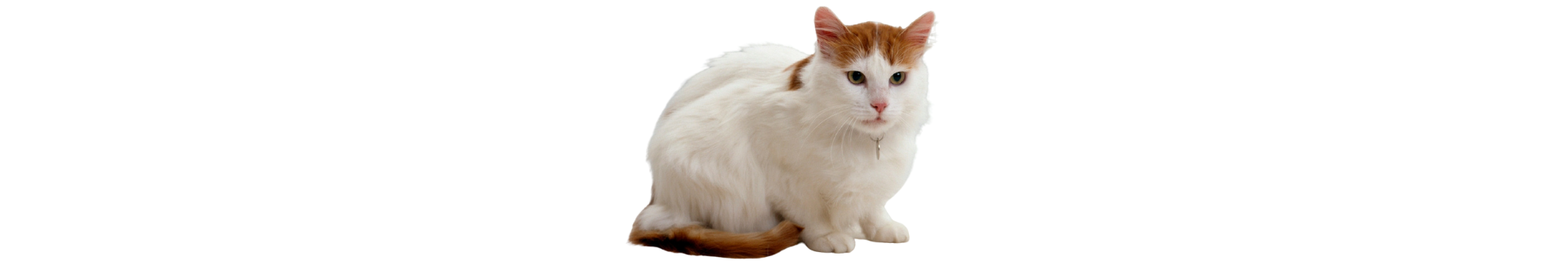 Turkish Van