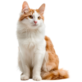 Turkish Van