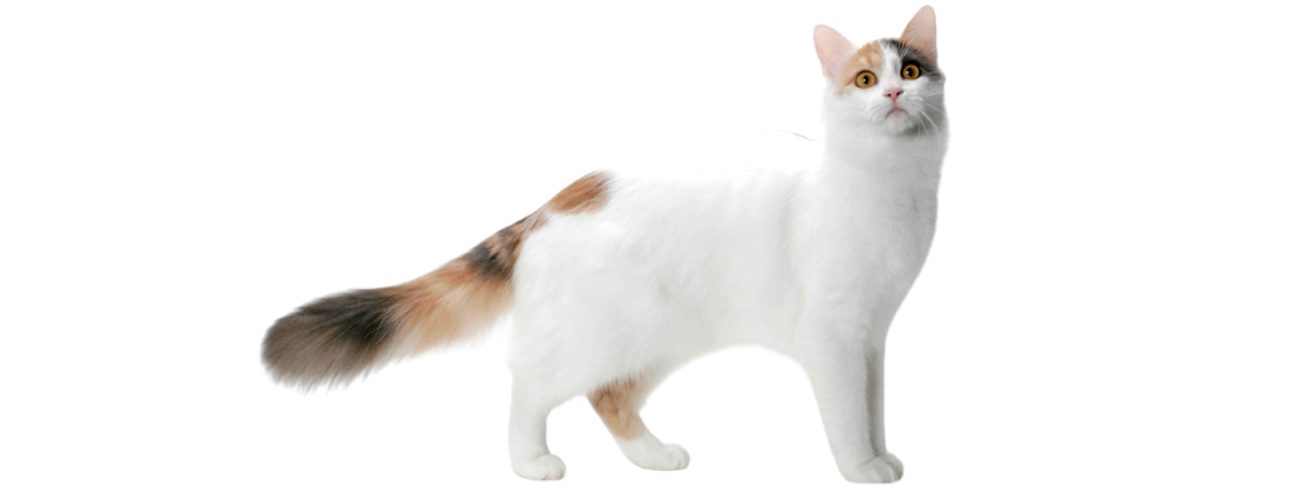 Turkish Van