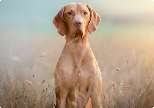 Vizsla Hungaro