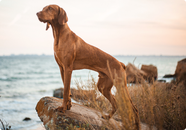 Vizsla Hungaro