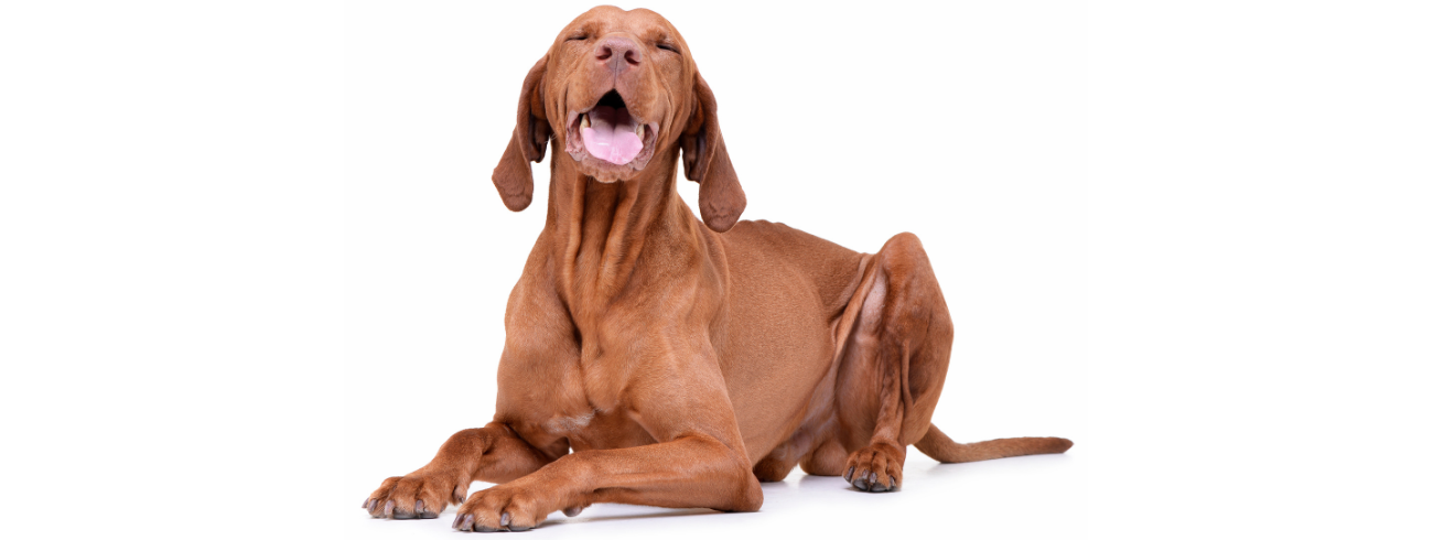 Vizsla Hungaro