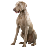 Weimaraner
