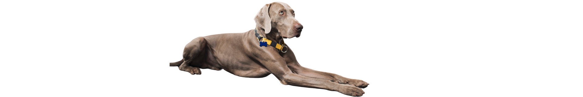 Waimaraner Waimaraner