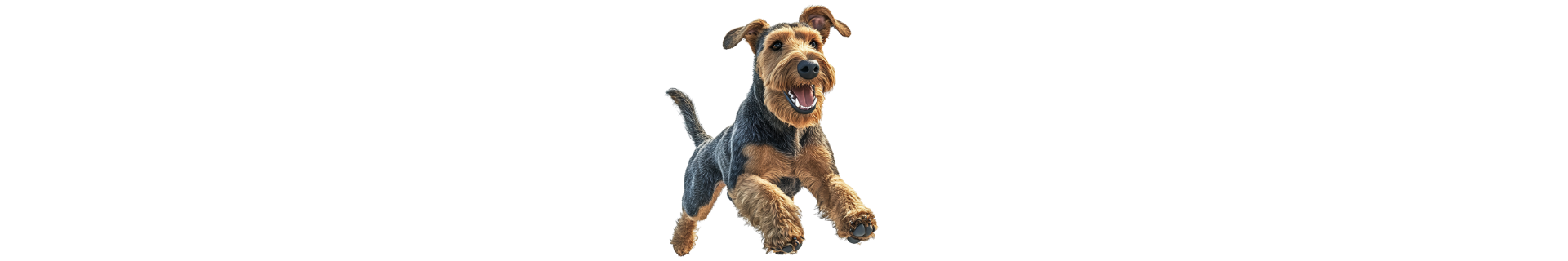 Welsh Terrier