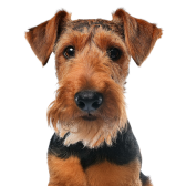 Welsh Terrier