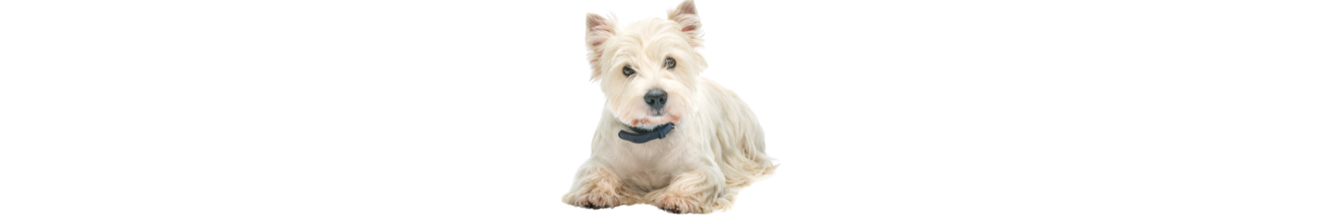 West Highland White Terrier