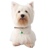 West Highland White Terrier