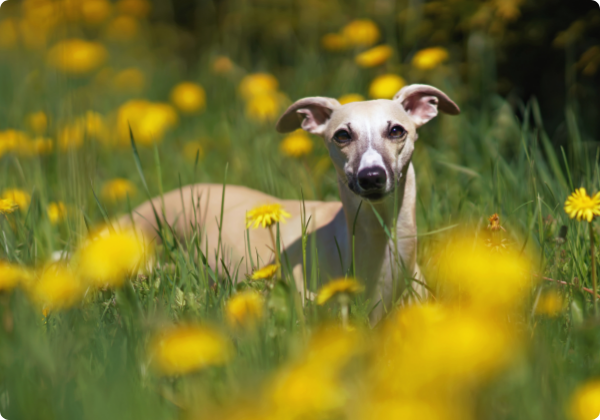 Whippet