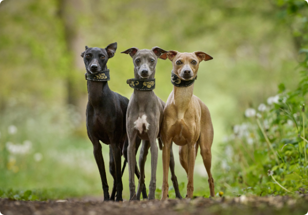 Whippet