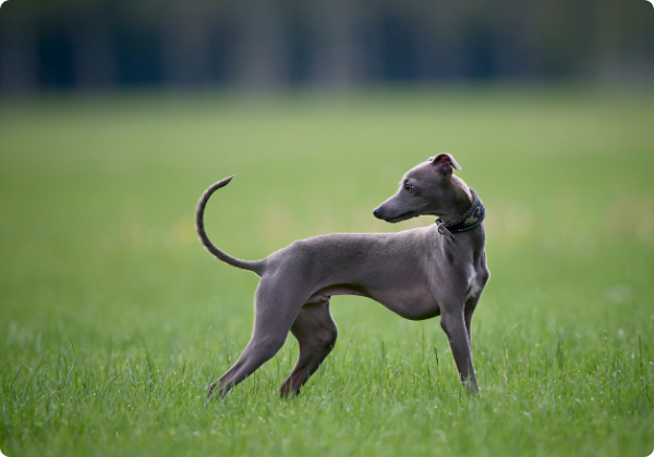 Whippet