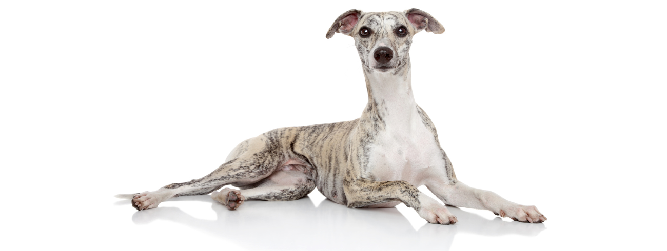 Whippet
