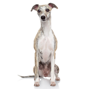 whippet