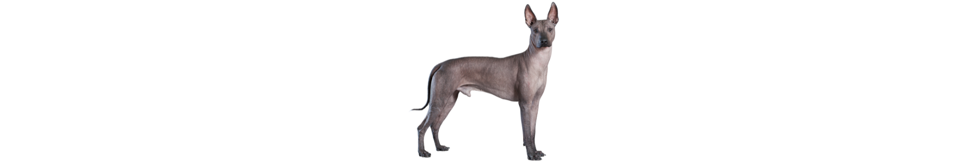 Xoloitzcuintle
